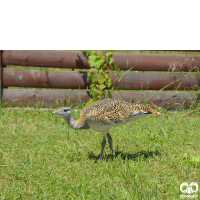 گونه میش مرغ Great Bustard